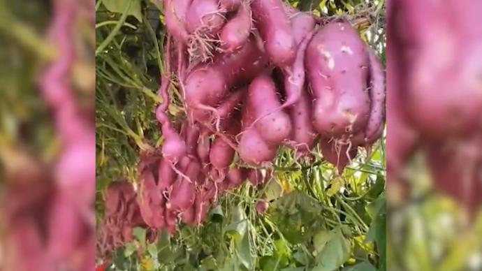 农业专家用牵牛花嫁接出“空中红薯”：单株可产40斤