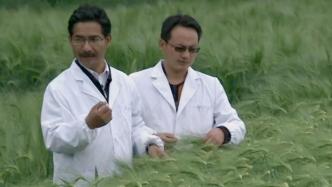 尼玛扎西和他的藏青2000：助西藏粮食产量破百万吨