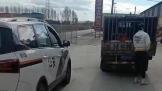 黑龙江一屠宰厂被曝接收病死猪遭查封，官方称正在调查