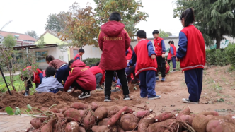 农村小学建“开心农场”，红薯丰收学校蒸熟送学生