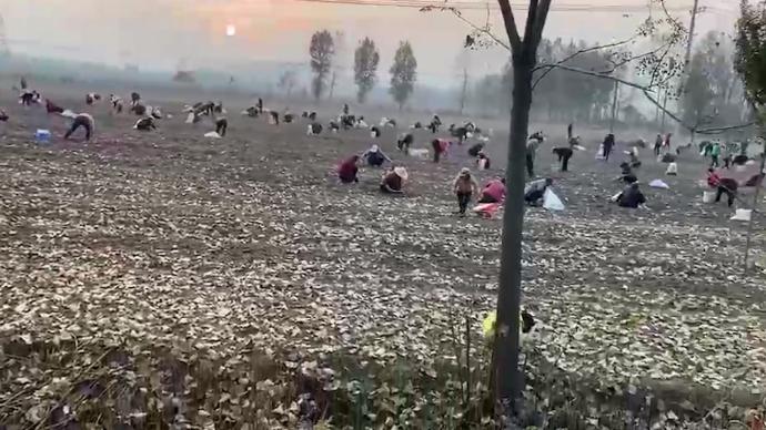 鎮干部回應花生地遭村民哄搶：系撿拾機器收割后的遺留物