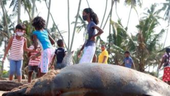 斯里兰卡：约120头鲸鱼在科伦坡集体搁浅
