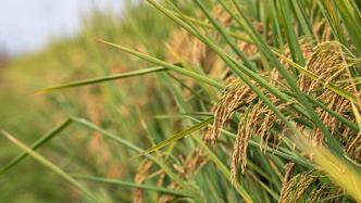 中国最北海岸6‰耐盐碱海水稻试种成功，平均亩产超三百公斤