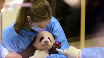 中国野生动物保护协会发文：停止非专业人士接触大熊猫幼崽