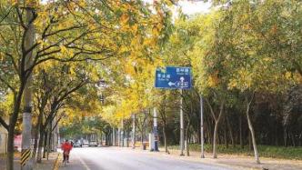 上海发布今年41条落叶景观道路，一览表及开放安排在此