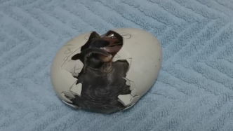 哈尔滨极地馆首个企鹅宝宝降生，破壳全程两分半钟