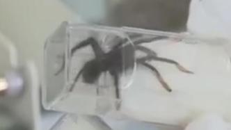 南京海关在进境邮包中查获50头活体蜘蛛