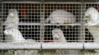 丹麦政府提交法案：扑杀1700万只养殖貂，明年底前禁养貂