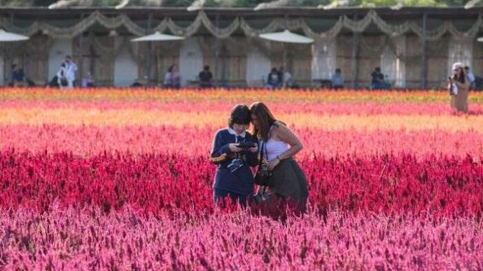 花海浪漫来袭，泰国清迈迎来最美花季