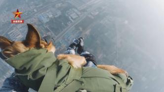 天降“神犬”！你見過空降兵，但見過空降犬嗎？