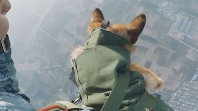 帥！空降兵抱空降犬高空跳傘
