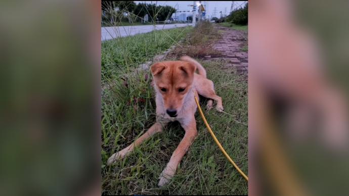 网红狗小黄疑被下药后偷走主人出两千元征线索它是我家人