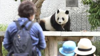 旅日20年大熊猫“旦旦”将回中国，日本发售主题邮票集