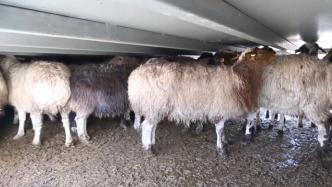 历时23天，蒙古国3万只捐赠羊全部抵达中国