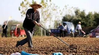 全國油茶種植面積達6800萬畝，帶動近兩百萬人口脫貧增收