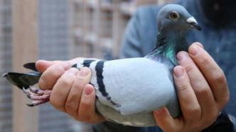 中国匿名买家花1200多万人民币买下一只比利时赛鸽