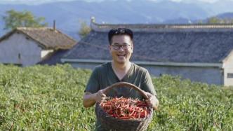 物产中国·洛南朝天椒｜一位中学校长与3万亩辣椒的脱贫蜕变