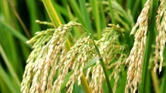 农业农村部提早部署2021年杂交早稻供种工作