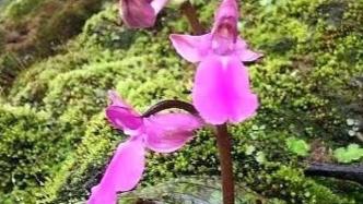 美呆！易危物种舌喙兰属植物美叶舌喙兰在云南德宏被首次发现