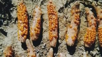 承諾畝產兩千斤、種子卻未在當地備案，內蒙古多農戶損失慘重