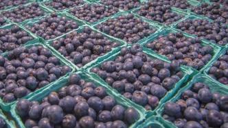 赞比亚举行首次蓝莓外销中国庆祝仪式