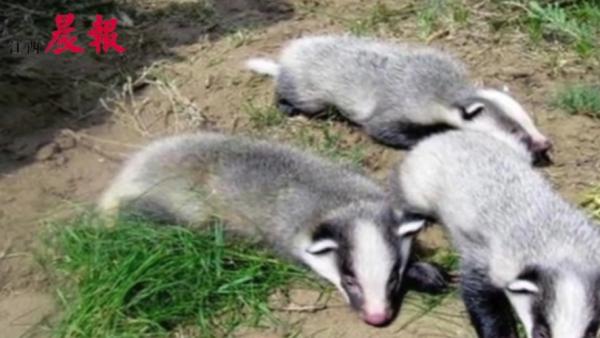 官山保护区首次拍摄到猪獾幼崽白昼栖息影像