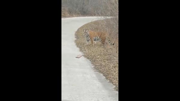 吉林延边再现野生东北虎:伸懒腰摆pose自在"轧马路"