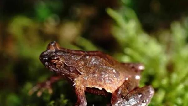 丽水发现全球新物种67676767百山祖角蟾叫声首度曝光