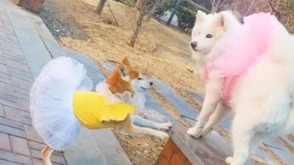 狗狗的友情 柴犬耐心引导失明萨摩耶下台阶 所有人 澎湃新闻 The Paper