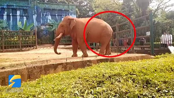 昆明一动物园大象再被喂食塑料袋目前大象已将塑料袋排出