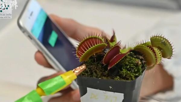 新加坡研究团队用智能手机控制捕蝇草