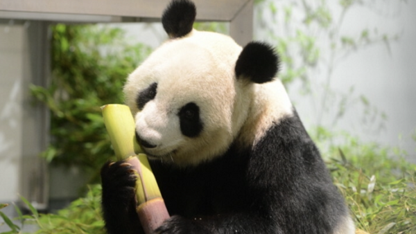 旅日大熊猫“仙女”在东京诞下双胞胎