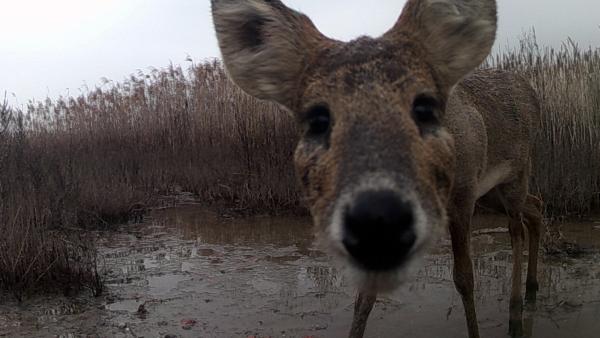 神奇 的动物在上海 一只 社恐 獐决定去闯荡世界 浦江头条 澎湃新闻 The Paper