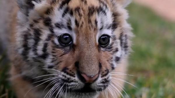 云南野生动物园7只小老虎齐亮相：今年春节将与市民见面