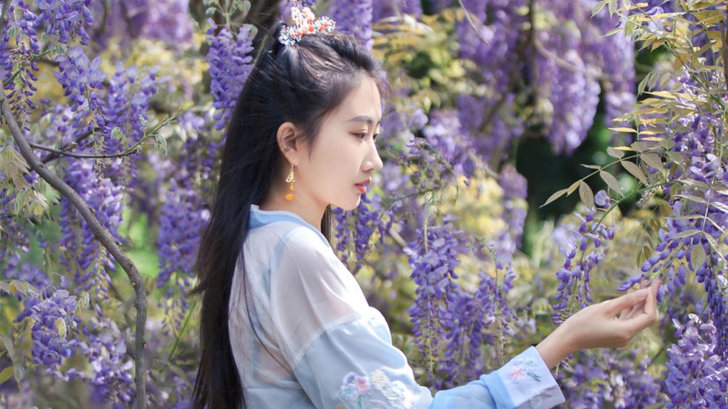 紫藤花下停车忙