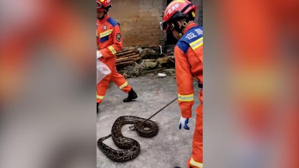 30斤重的蟒蛇溜进农户猪圈，消防捕获放生