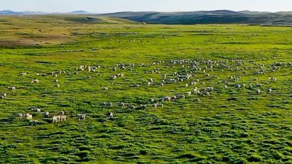瞰见｜内蒙古锡林浩特：山清水秀，牛羊成群