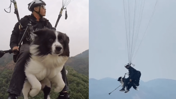 目瞪“狗”呆，长沙黑麋峰一跳伞教练带狗狗体验滑翔伞