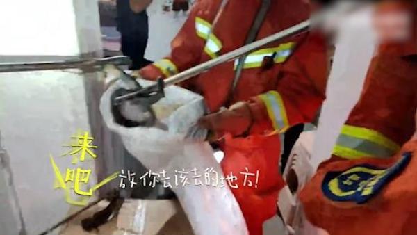 眼镜蛇“私闯”民宅,消防员帮忙“送客”放归野外