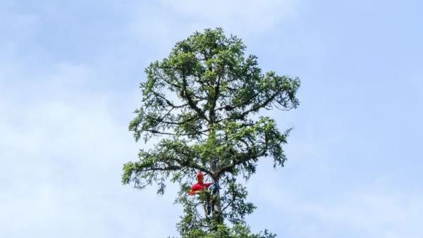 确定了!“中国第一高树”云南黄果冷杉准确高度 83.4米_七环视频_澎湃新闻-The Paper