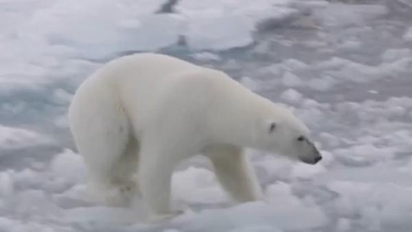 挪威冰川融化加速，北极熊捕食将消耗更多能量