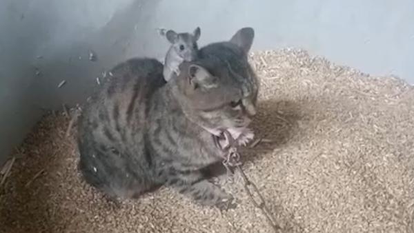 主人让猫咪进粮仓抓老鼠:它被吓得不敢动,最后还是我抓的