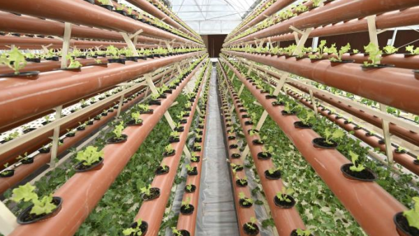 沙漠种菜!中国技术让卡塔尔"本地"蔬菜端上世界杯餐桌