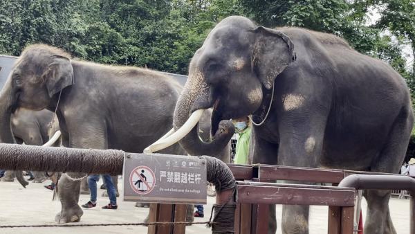 云南一4A级景区被环保组织起诉，环保人士：训练大象表演是另一种虐待