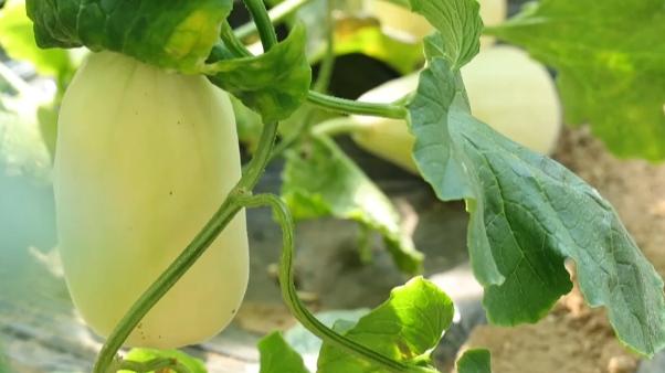 潍坊青州:银瓜品质提升 富农又"出圈"_澎湃号·媒体_澎湃新闻-the